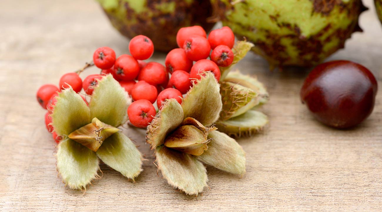 Cookbooks for Fruits and Veggies